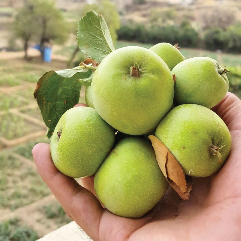 Agriculture Blog محاصيل الزراعيه في الطائف