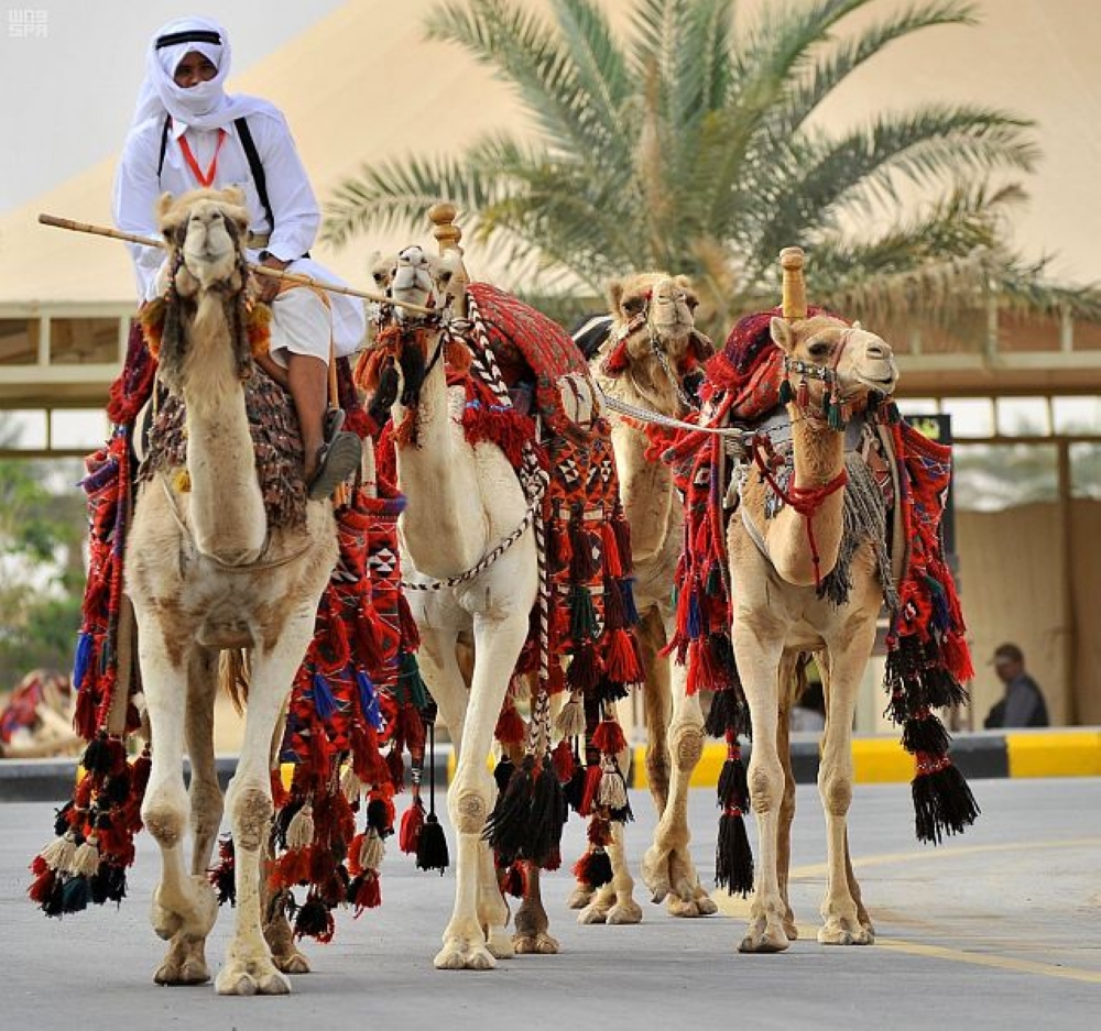 الجنادرية.. مناسبة وطنية يمتزج فيها عبق التاريخ بشذى الحاضر - المدينة