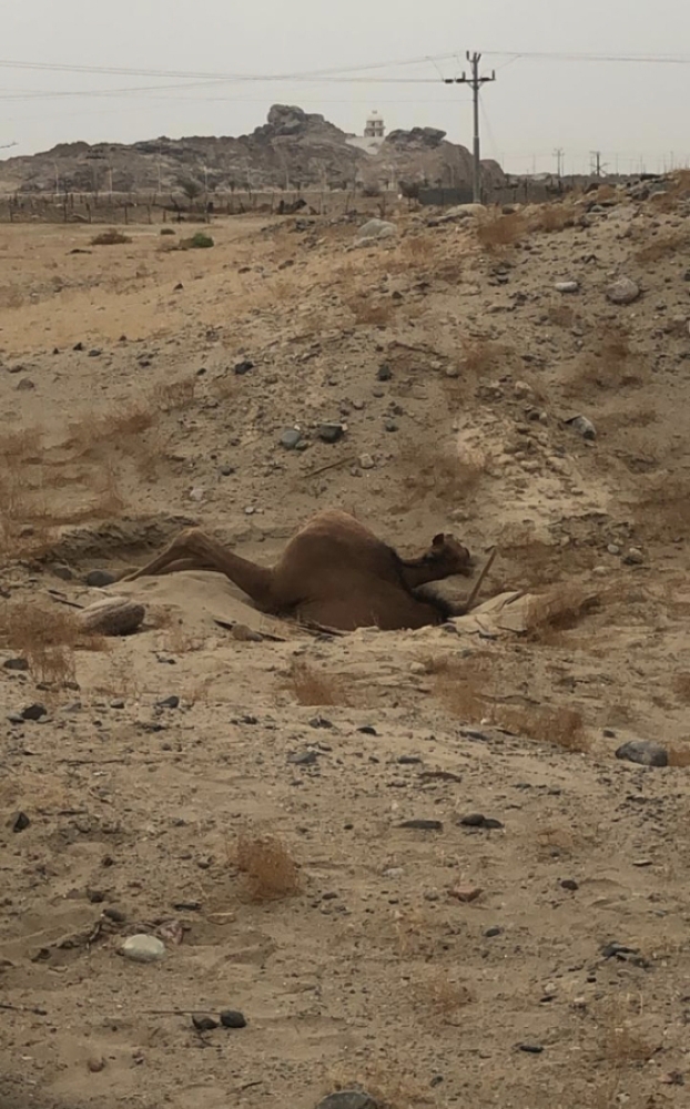 ناقة الجهني سقطت بالخيف