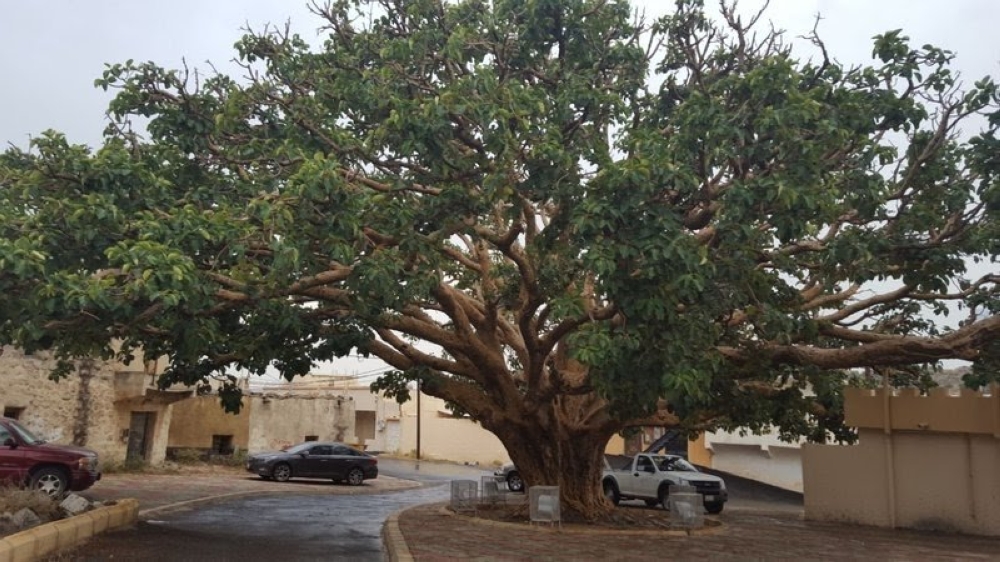 الباحة سقوط أكبر شجرة معمرة المدينة