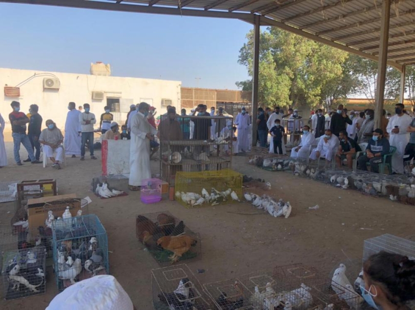 كرنفال أسبوعي بحراج سوق الطيور بالخمرة جنوب جدة المدينة