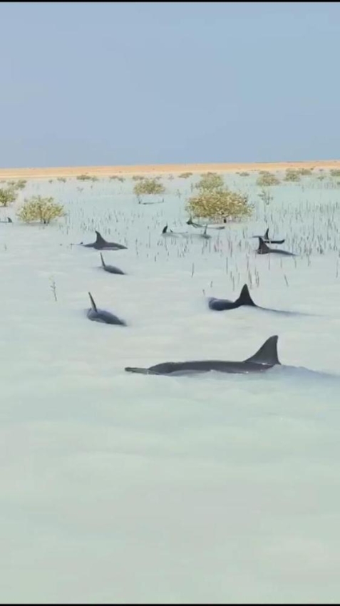 انقاذ عشرات الدلافين برأس الشبعان بأملج