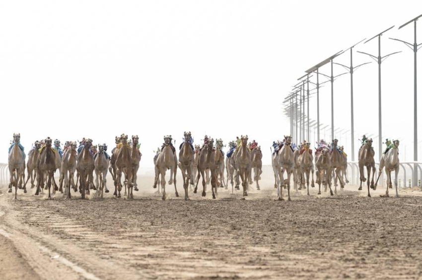 انطلاق مهرجان ولي العهد للهجن في نسخته الثالثة المدينة