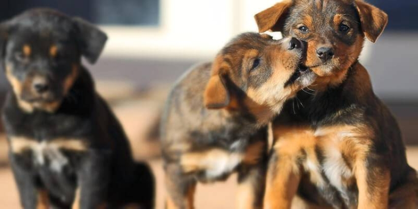 6-Important-Tips-in-Dog-Breeding