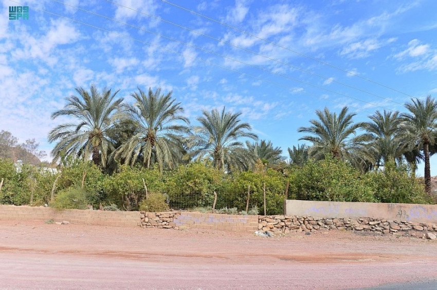 بساتين القرية