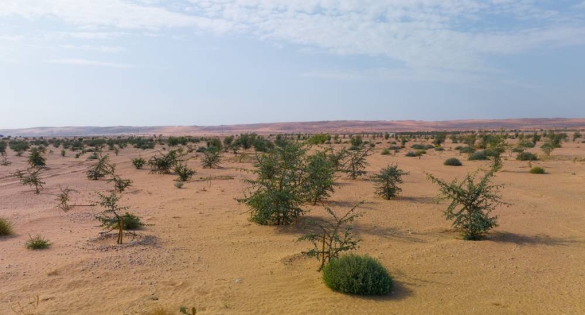 DJI_0915