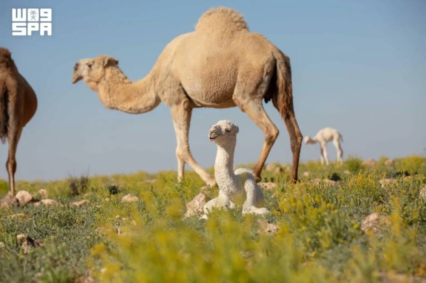بلا عنوان