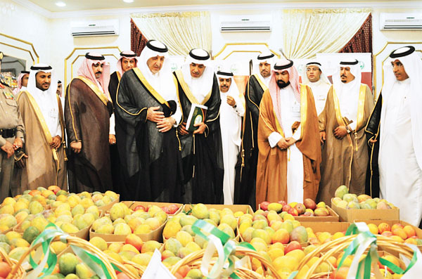مانجو القنفذة يغزو الأسواق استعداد ا لإطلاق المهرجان في رجب المقبل المدينة