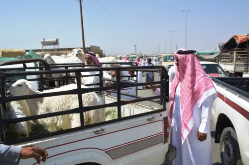 ركود بسوق مواشي خميس مشيط والأضحية من 550 إلى 1600 ريال المدينة